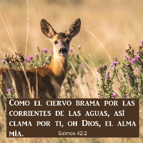 Salmo 42:1