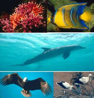 Coral, peces, delfines y pájaros